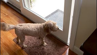 Smart Automatic Dog Door Opener  Innovation Nation [upl. by Eetnahc]