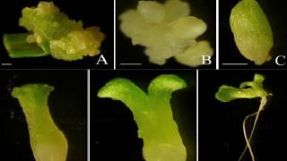 BASIC TECHNIQUES OF PLANT TISSUE CULTURE [upl. by Gnuhc]