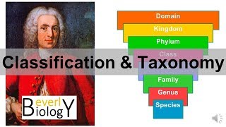 Classification and Taxonomy [upl. by Siderf703]