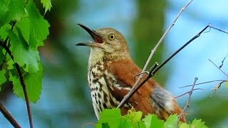 Brown Thrasher Singing [upl. by Yotal654]