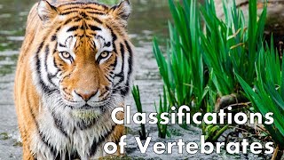 Classifications of Vertebrates [upl. by Cori]