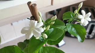 Best scented houseplants for indoor fragrance Jasminum sambac the Sambac Jasmine  Arabian Jasmine [upl. by Aisad]