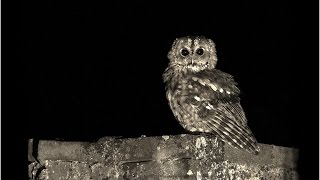 Tapages nocturnes HD François Breau [upl. by Eelak382]