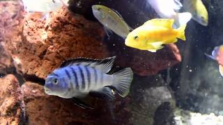 Small Mbuna Cichlid Aquarium Tour [upl. by Girardi]