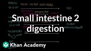 Diabetes Mellitus Part10 Mechanism of Action of Sulfonylurease  Antidiabetic Drugs  Diabetes [upl. by Yenittirb]