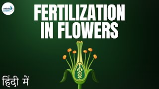 Fertilization in Flowers  in Hindi हिंदी में [upl. by Nywled]