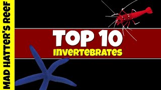 Top 10 Most Stunning Invertebrates For The Saltwater Aquarium [upl. by Watkins]