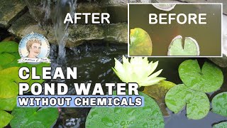 How to Clean Murky Pond Water without Chemicals  Full Version [upl. by Goober]