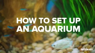 How to Set Up an Aquarium [upl. by Papert]