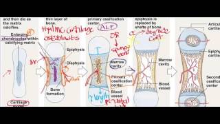 Endochondral Ossification [upl. by Elimac482]