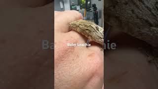 The Incredible Leachianus Gecko [upl. by Kcirttap]