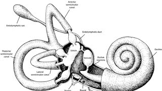 Introduction to Vestibular system [upl. by Eelamme]