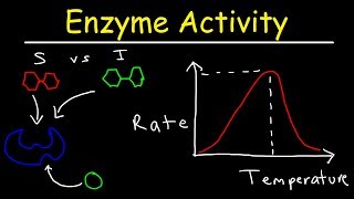 Factors Affecting Enzyme Activity  pH Temperature Competitive and Noncompetitive Inhibition [upl. by Gaskill]