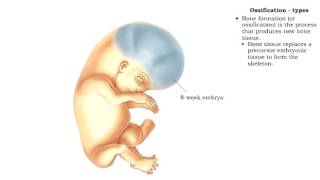 Bone formation  Ossification [upl. by Adas]