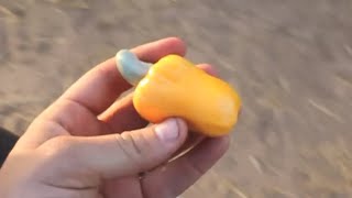 How do Cashews Grow  Smarter Every Day 44 [upl. by Nobel]