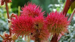 Tutorial 47 RICINUS COMMUNIS [upl. by Evante648]