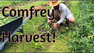 Comfrey Harvest  So many yields [upl. by Phi]