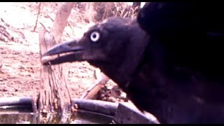 Crows removing ticks  part 5 [upl. by Tnomed]