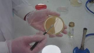 How to streak plating for microbiology take 5 [upl. by Aratak]