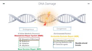 DNA Repair Mechanisms Part 1 [upl. by Nnauol628]