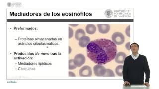 Eosinófilos   UPV [upl. by Gaidano]