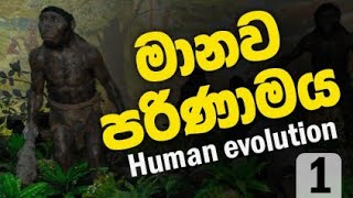 Human Evolution part 1මානව පරිණාමය 1  Sinhala [upl. by Arded]