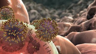 Influenza Animation [upl. by Stallworth360]