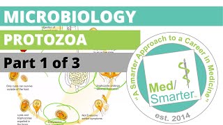 Protozoa  Microbiology  USMLE STEP 1  Part 1 of 3 [upl. by Simmie]