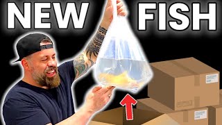 UNBOXING EXOTIC FISH THIS SHIPMENT WAS GREAT [upl. by Yates904]