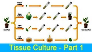 Biology Learn about Tissue Culture  Part 1 [upl. by Heidi]