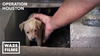 Houston Dog Rescuers Save Homeless Puppies From Under House  Hope For Dogs [upl. by Nomolas]