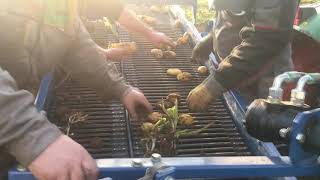 Potato harvesting inside a greenhouse  ASALIFT KT175 [upl. by Ponzo]