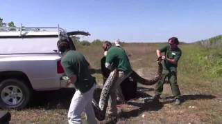 Video of recordbreaking Burmese python in Everglades National Park [upl. by Eevets]