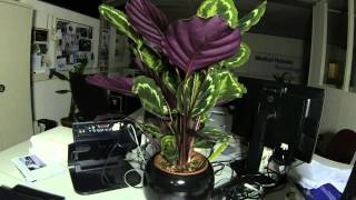 Calathea timelapse  MRT office [upl. by Phionna]