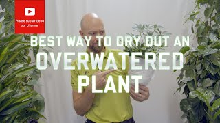 Best way to dry out an overwatered plant [upl. by Sito]