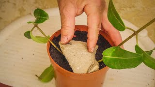 Propagating By Layering 🌺 Stephanotis Floribunda Into Sterilized Compost [upl. by Leryt]