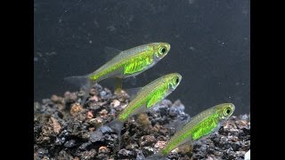 Neon Green Rasbora Microdevario kubotaiSpecies Spotlight [upl. by Neenwahs630]