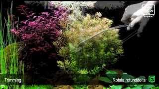 Rotala rotundifolia [upl. by Jobye]