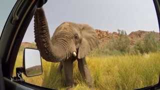 Very curious elephant in Damaraland Namibia [upl. by Mellen890]