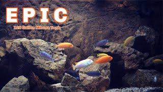 Creating The Ultimate Mbuna Tank [upl. by Enorahs]