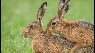 Brown Hares mating 4K [upl. by Erinn]