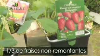 Comment planter un fraisier   Truffaut [upl. by Bedad]