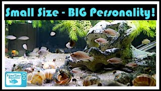 Great Cichlids for Small Aquariums [upl. by Reivaj329]