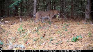 Bobcat Walking Patterns [upl. by Aznofla]