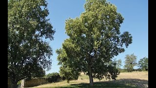 Gewöhnliche Robinie Robinia pseudoacacia [upl. by Tiffie]