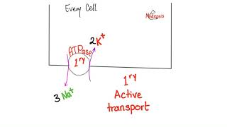 Active Transport  Primary and Secondary  Physiology [upl. by Eimac]