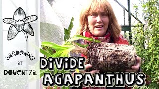 Dividing Agapanthus amp Tips for Flowering Stubborn Ones [upl. by Mosera]