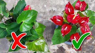 Anthurium Flowering Tips  Learn Gardening [upl. by Salita]