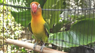 Lovebird Singing and Chirping Sounds  Green Fischer [upl. by Longo466]