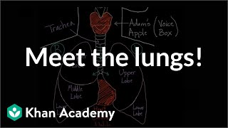 Vestibular System Neuroanatomy Video Lab  Brain Dissections [upl. by Lehsreh]